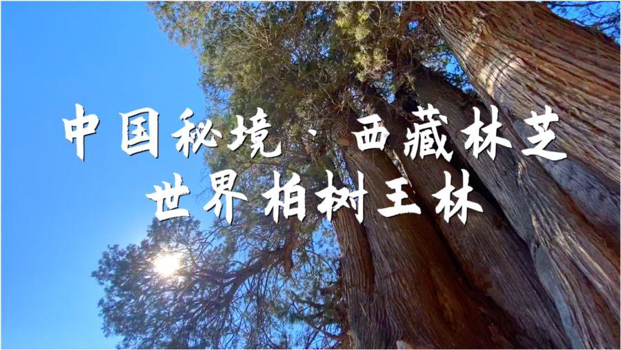 数码宝贝究极对决